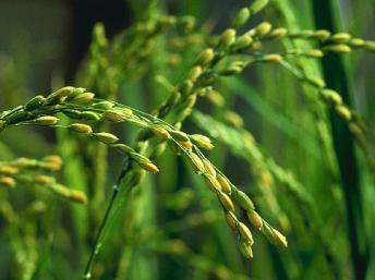 Gen trên cây lúa có thể giúp tăng sản lượng